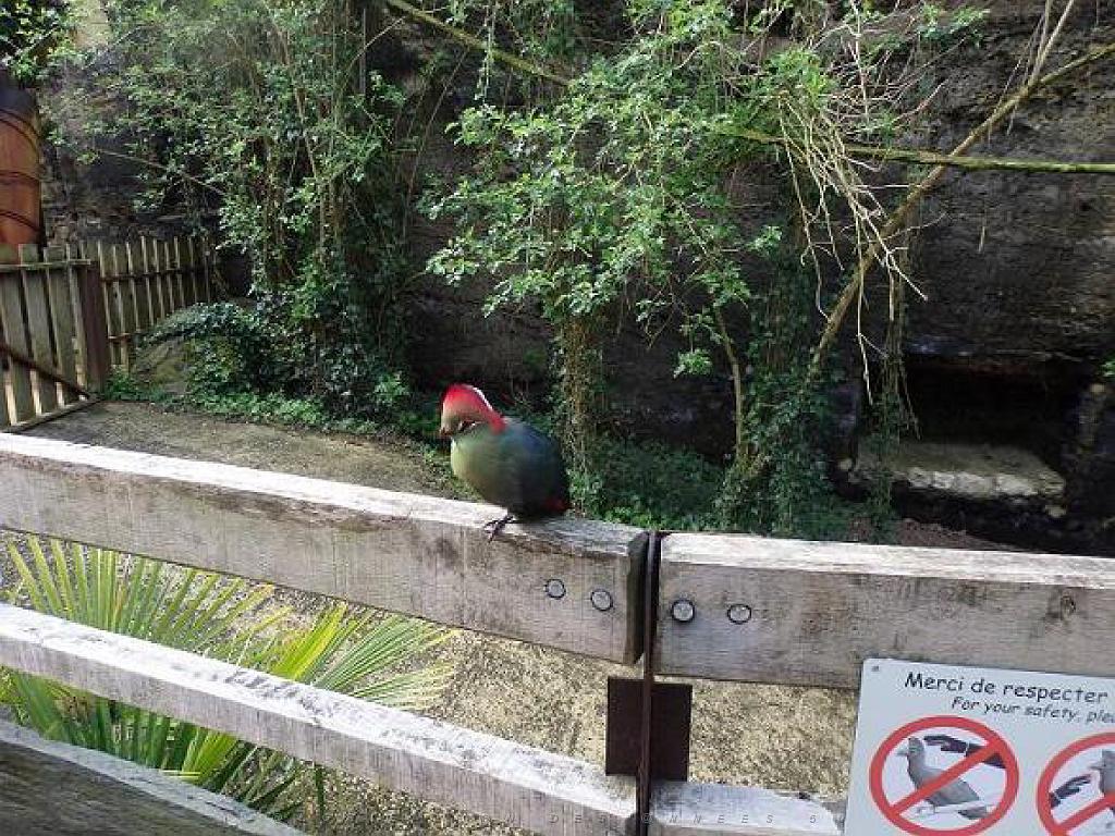 149 BIO PARC DE DOUE LA FONTAINE 2- 2016_000057.jpg